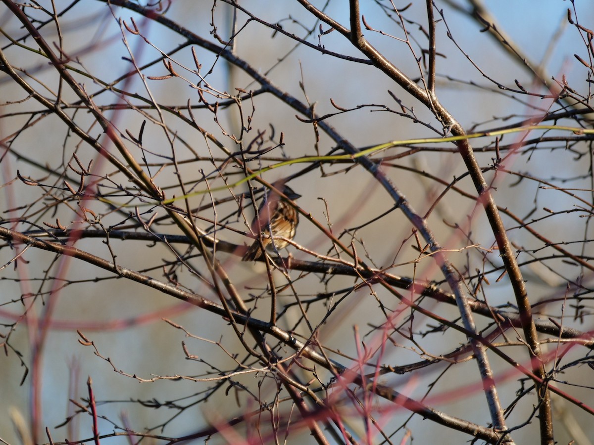 Song Sparrow - ML484641741