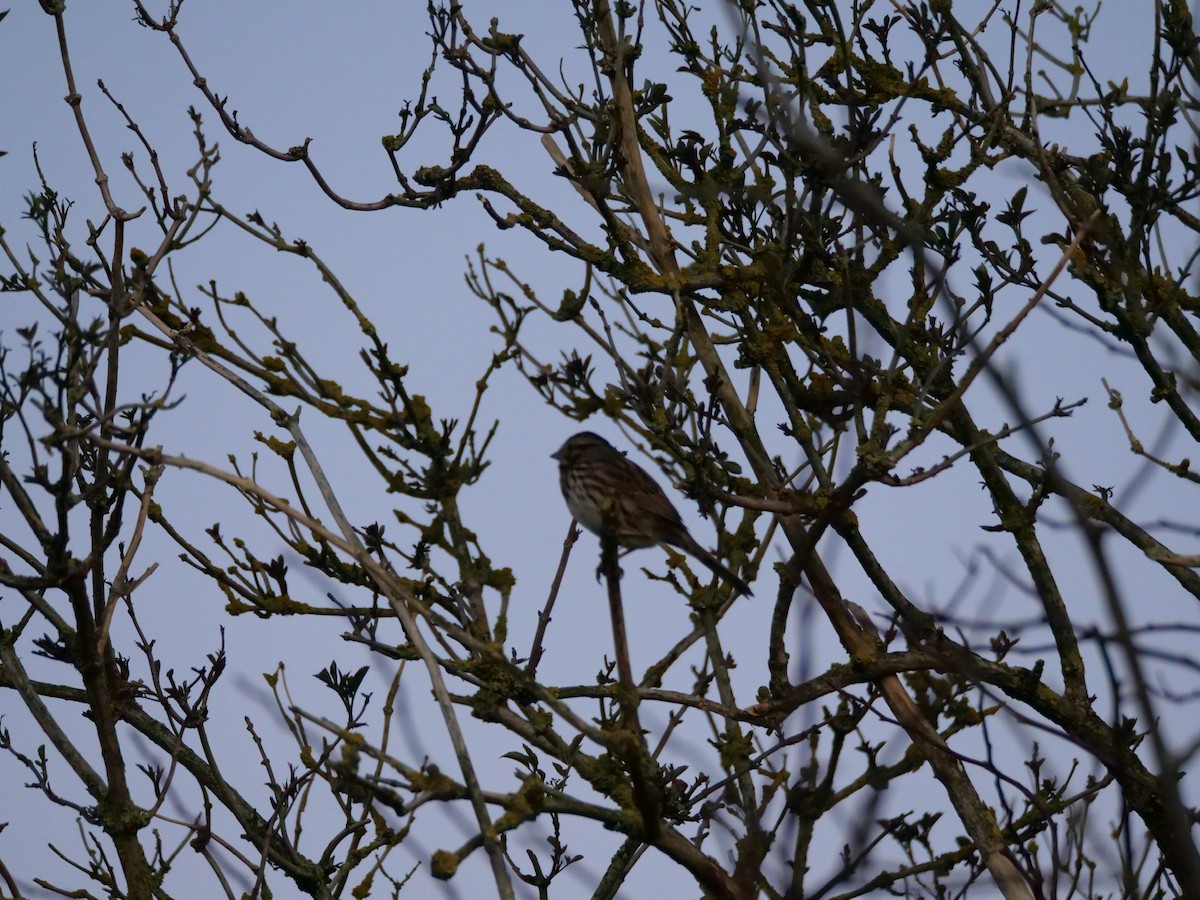 Song Sparrow - ML484641761