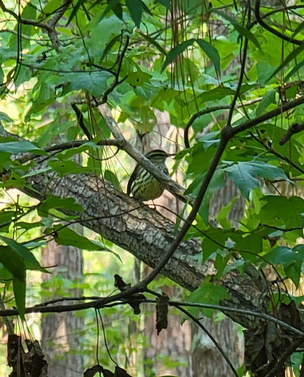 Northern Waterthrush - ML484641901