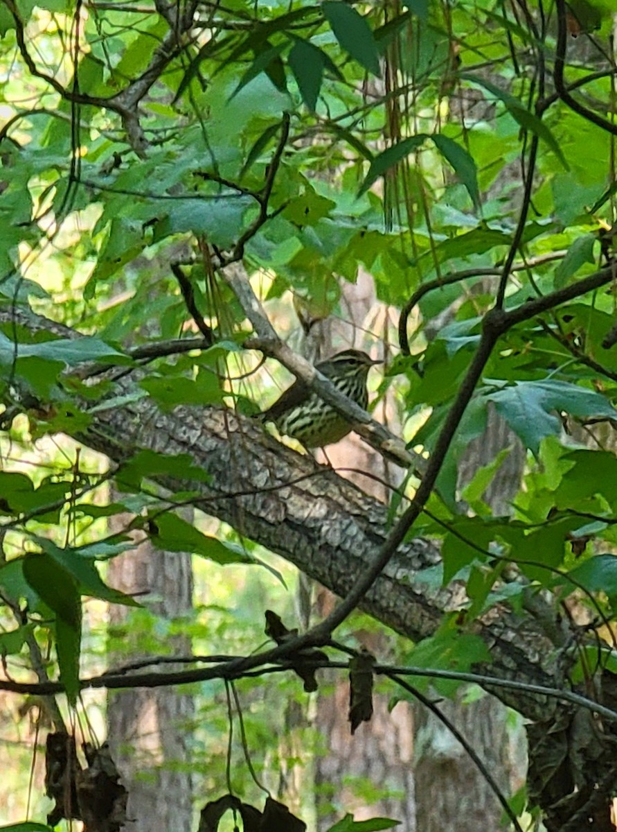 Northern Waterthrush - ML484641921