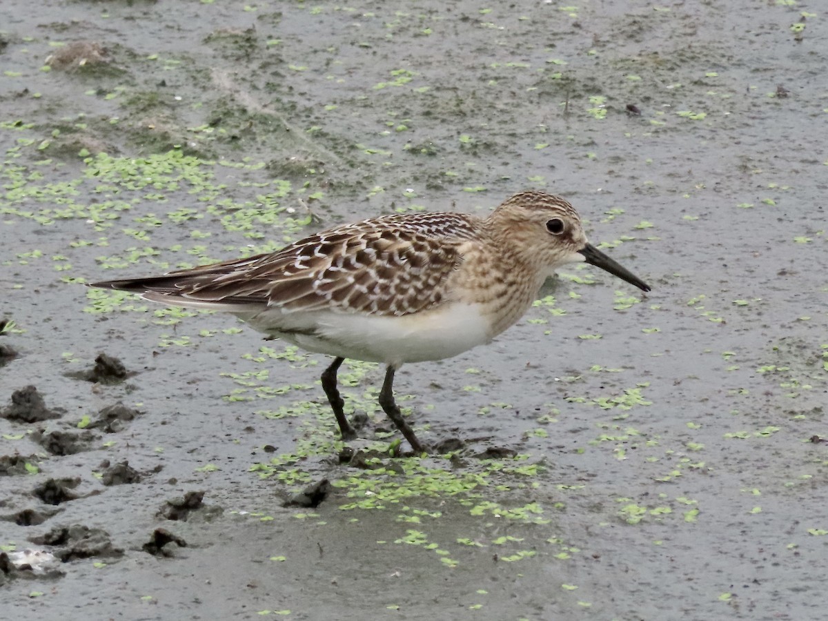 Baird's Sandpiper - David and Regan Goodyear