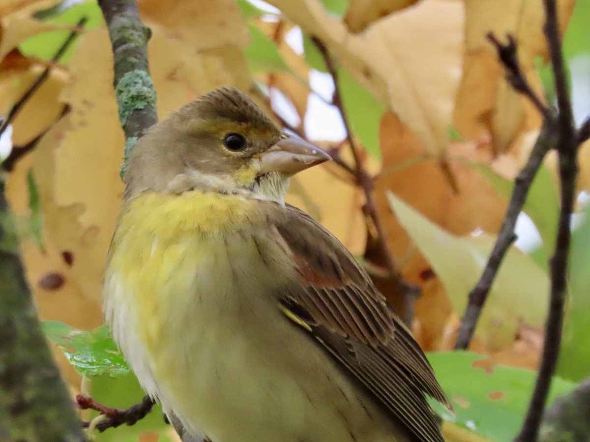 Dickcissel d'Amérique - ML484645361