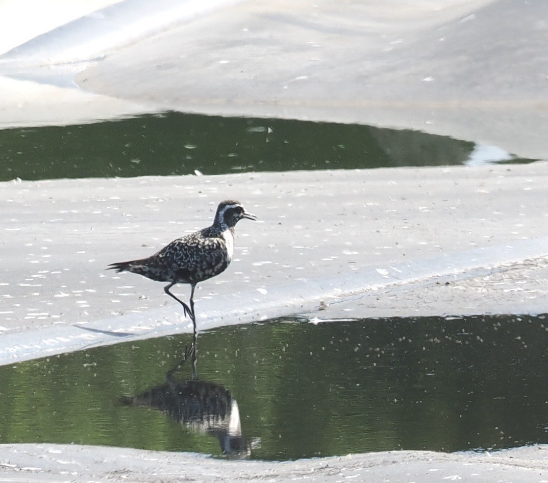 American Golden-Plover - ML484646611