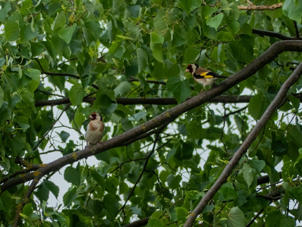 European Goldfinch - ML484649491