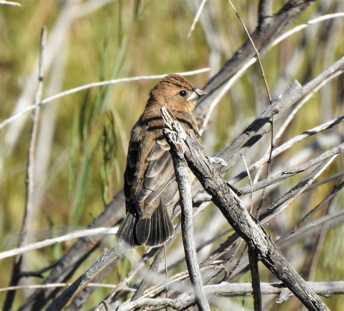 Blue Grosbeak - ML484649791