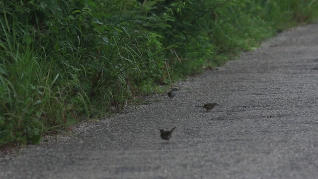 Cerquero Oliváceo (grupo rufivirgatus) - ML484650