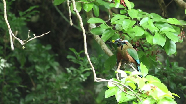 Turquoise-browed Motmot - ML484651