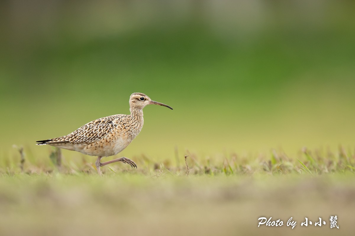 Little Curlew - ML484651401