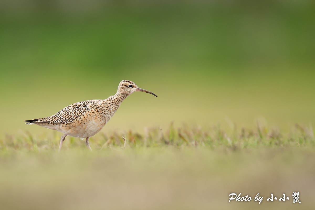 Little Curlew - ML484651411