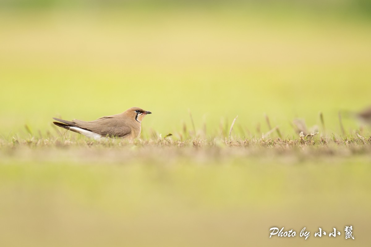 Oriental Pratincole - ML484651441