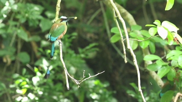 Turquoise-browed Motmot - ML484652