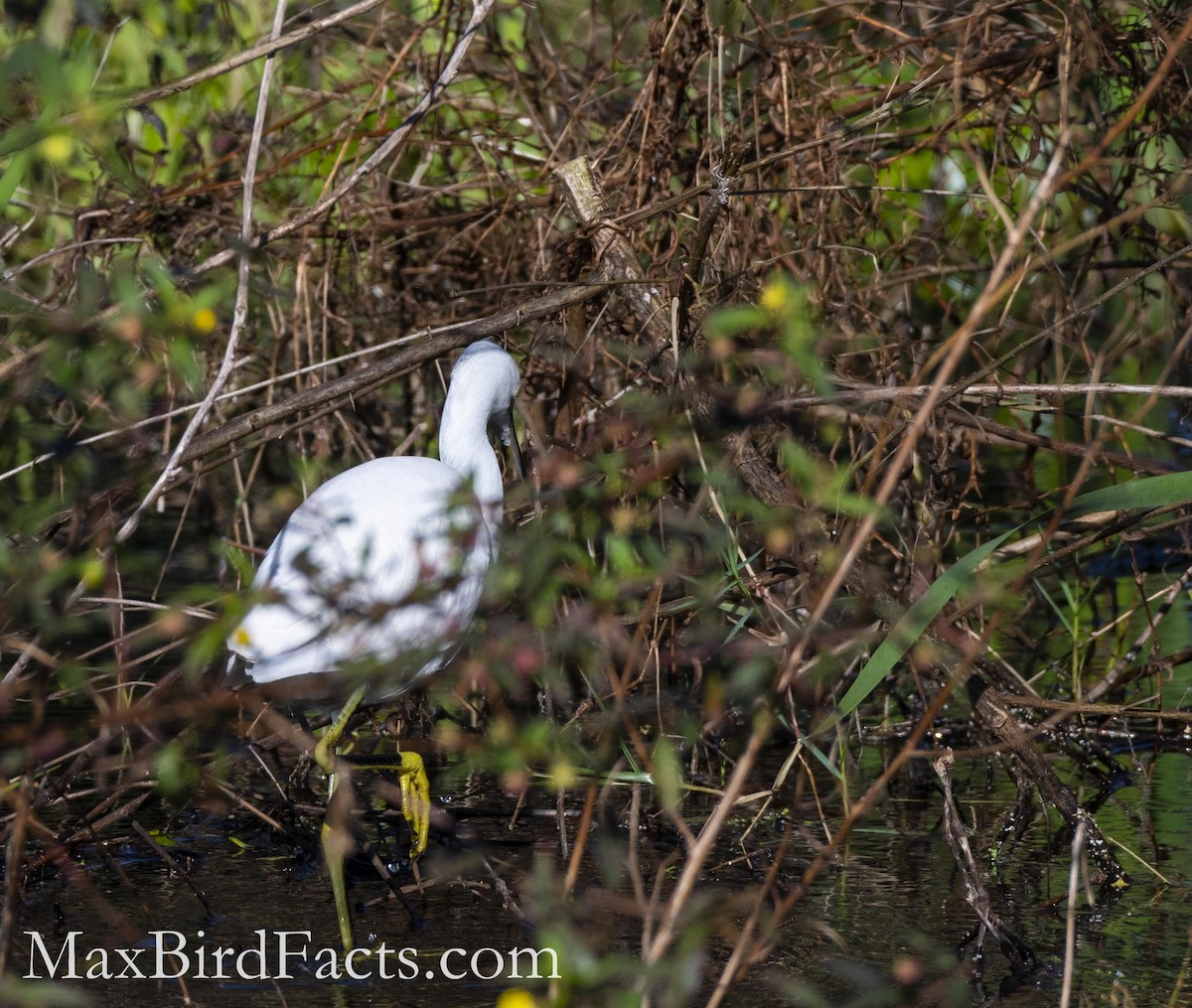 Snowy Egret - ML484652301