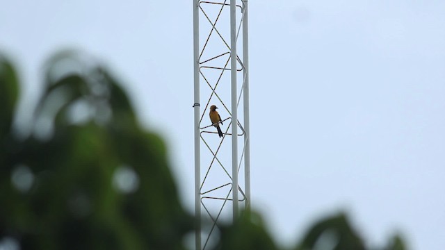 Hooded Oriole (igneus) - ML484653