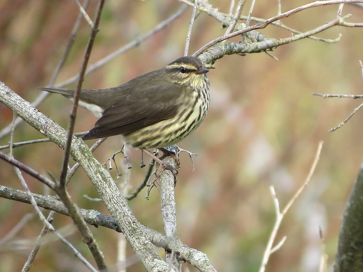 Northern Waterthrush - ML484653011