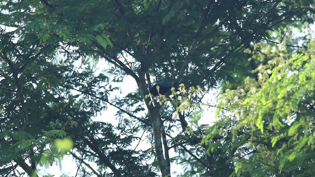 Yucatan Jay - ML484654