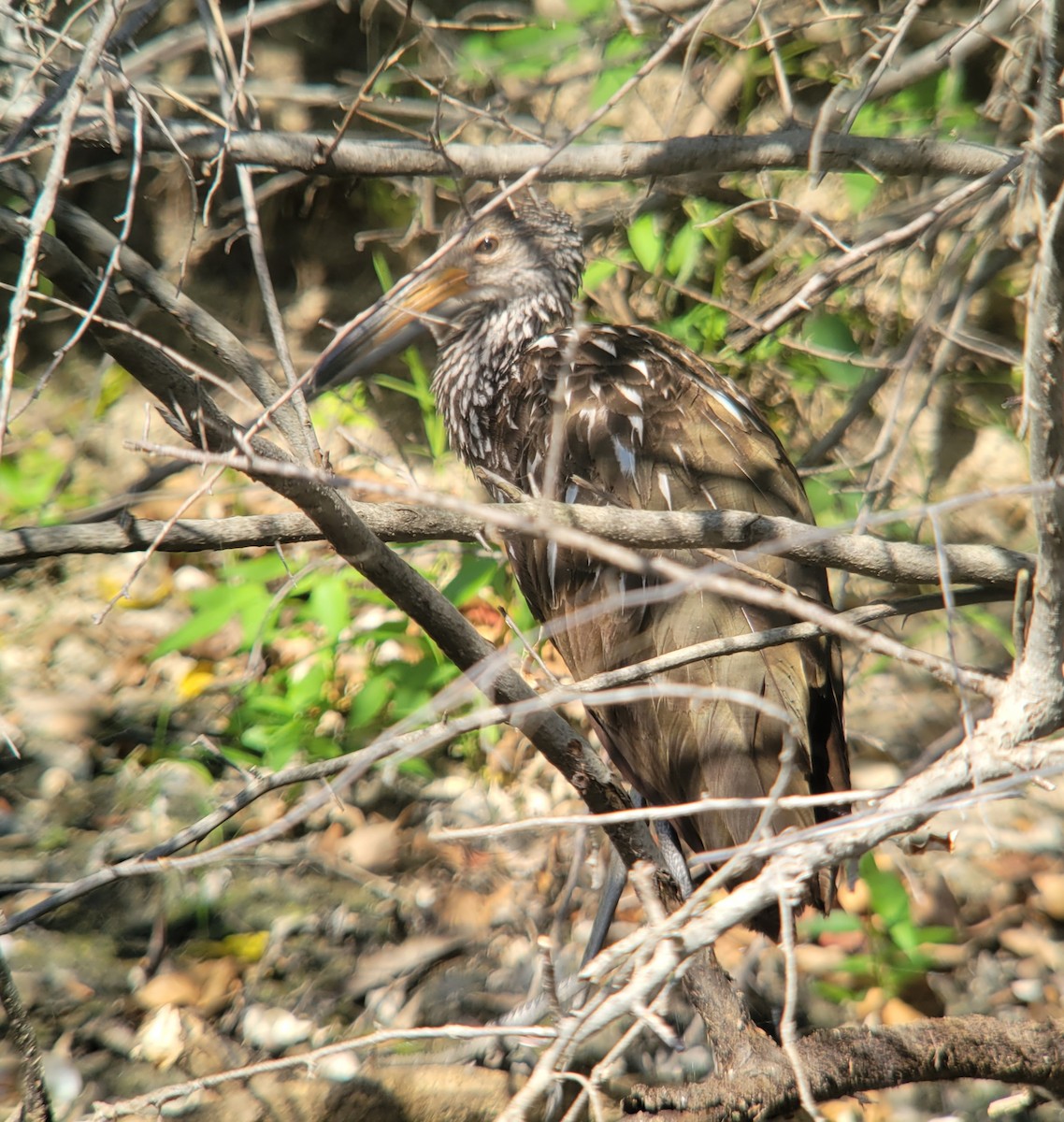 Limpkin - Andrew Burnett