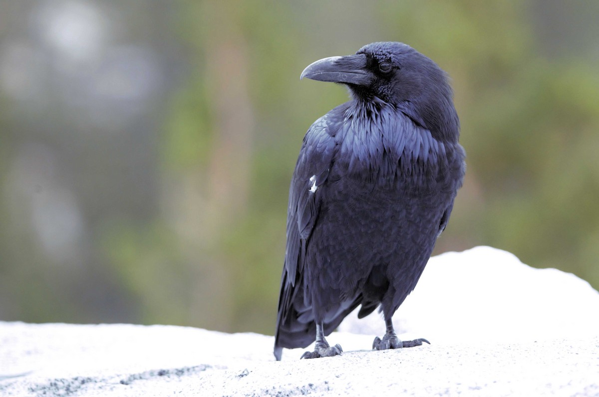 Common Raven - ML484656861