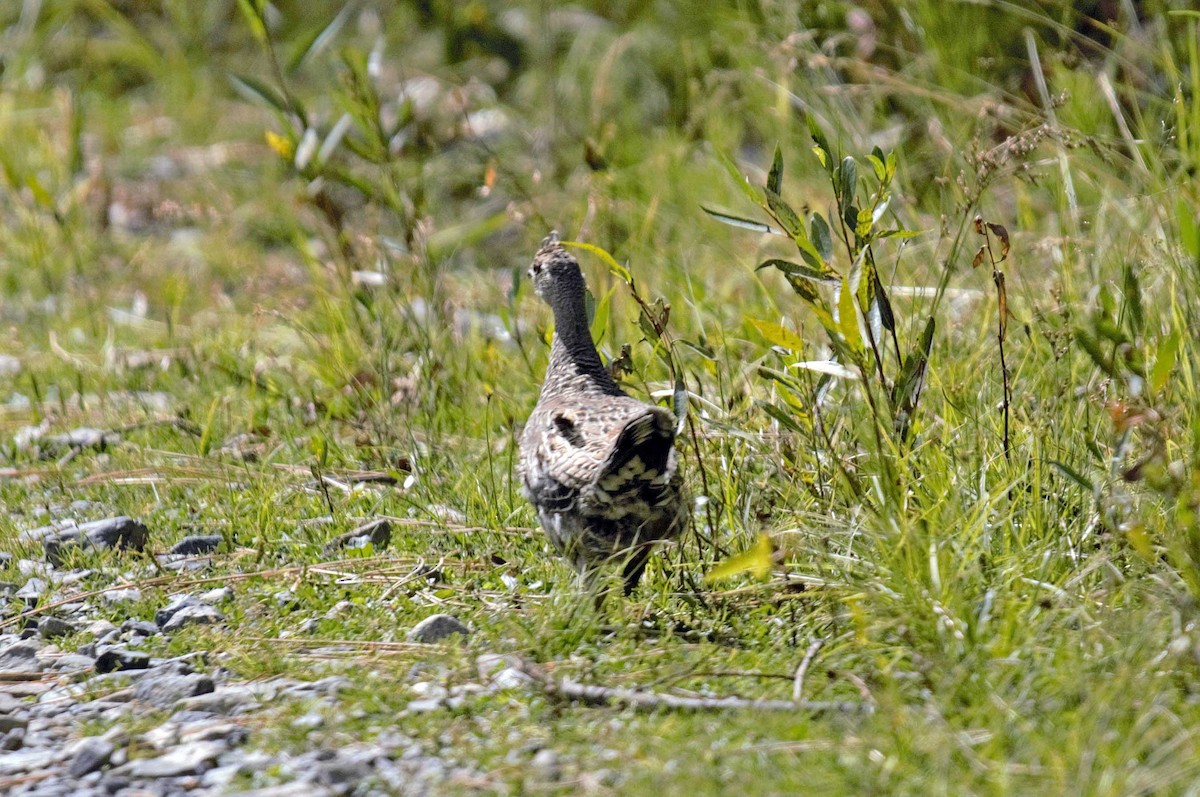 Gallo Fuliginoso - ML484657521