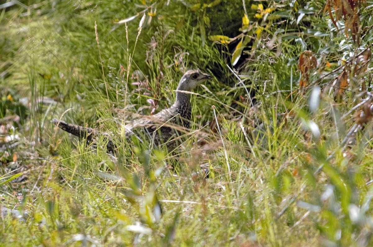 Gallo Fuliginoso - ML484657531