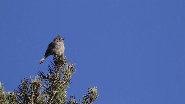 Juniper Titmouse - ML484658