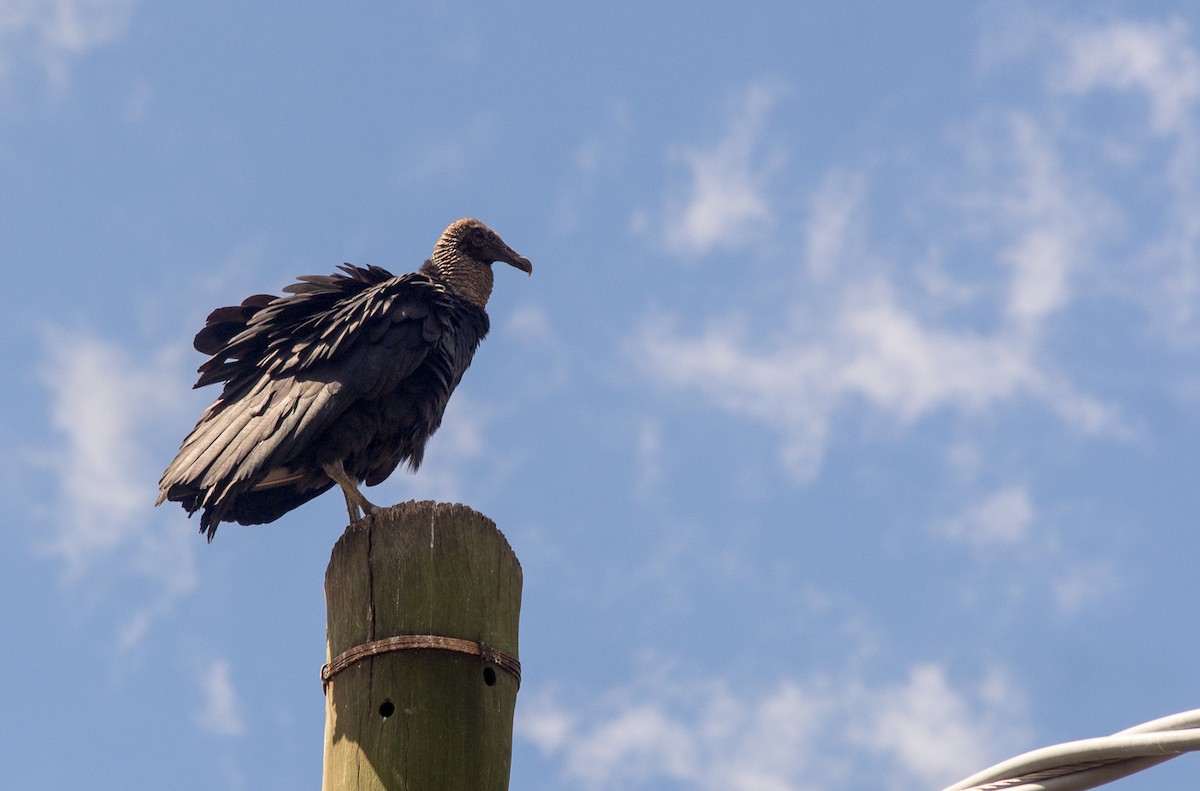 Black Vulture - Forest Botial-Jarvis