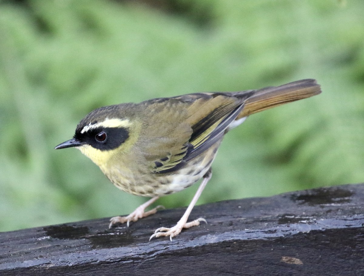 Yellow-throated Scrubwren - Mike O'Malley