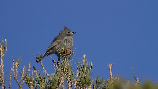 Juniper Titmouse - ML484659