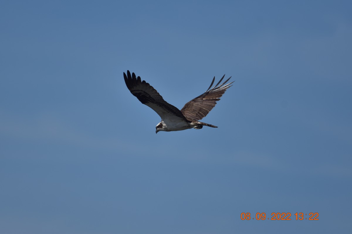 Osprey - ML484659051