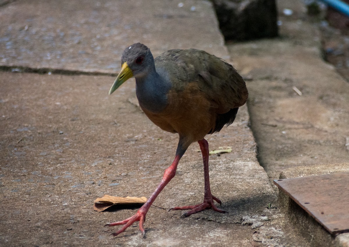 Gray-cowled Wood-Rail - Forest Botial-Jarvis