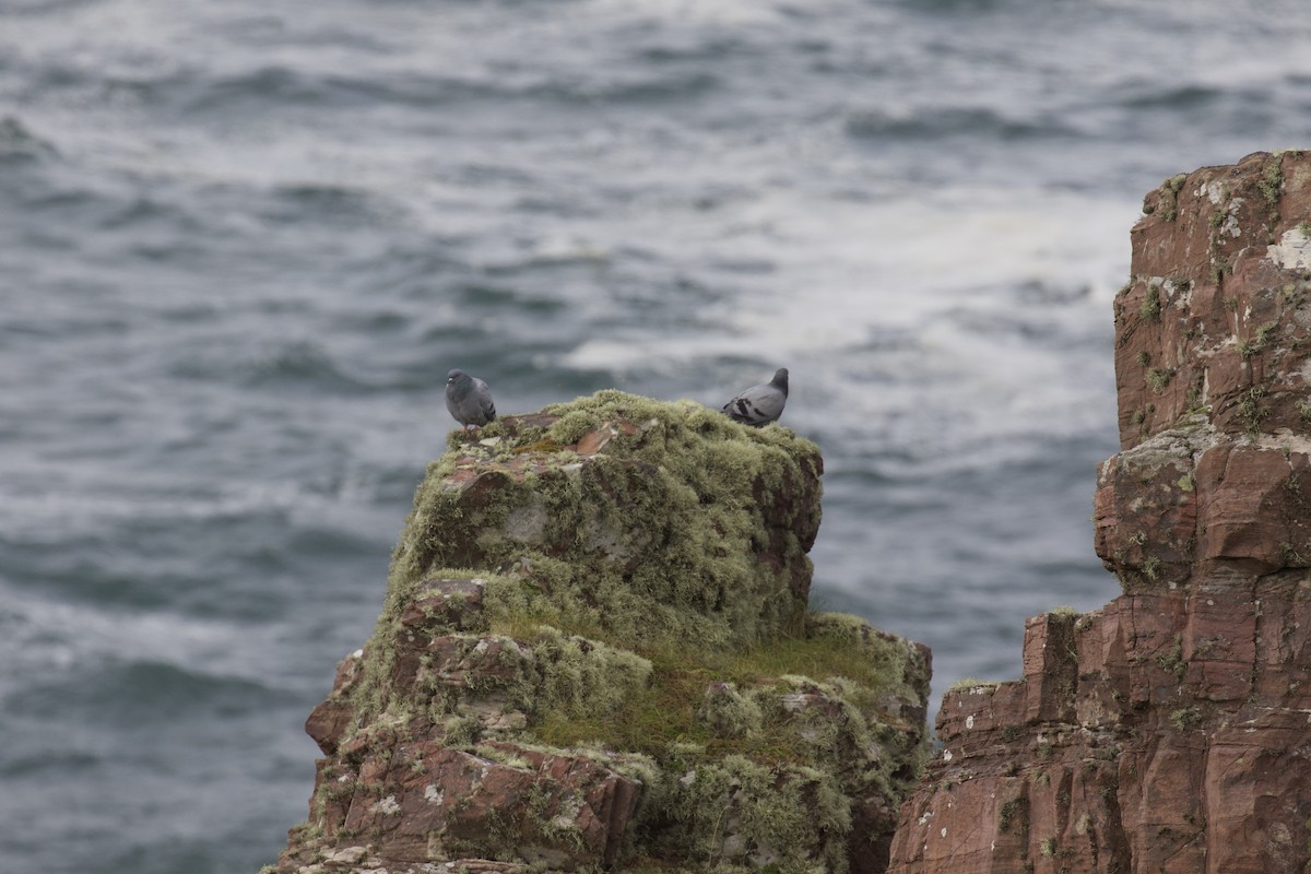 Rock Pigeon - ML484659781