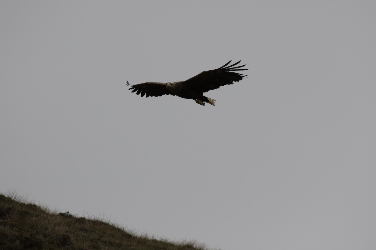 White-tailed Eagle - ML484659881