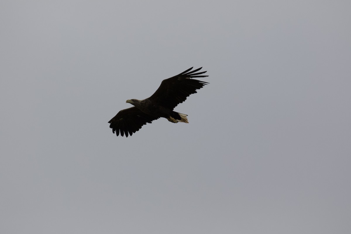 White-tailed Eagle - ML484659891