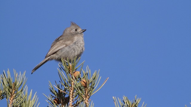 Juniper Titmouse - ML484660