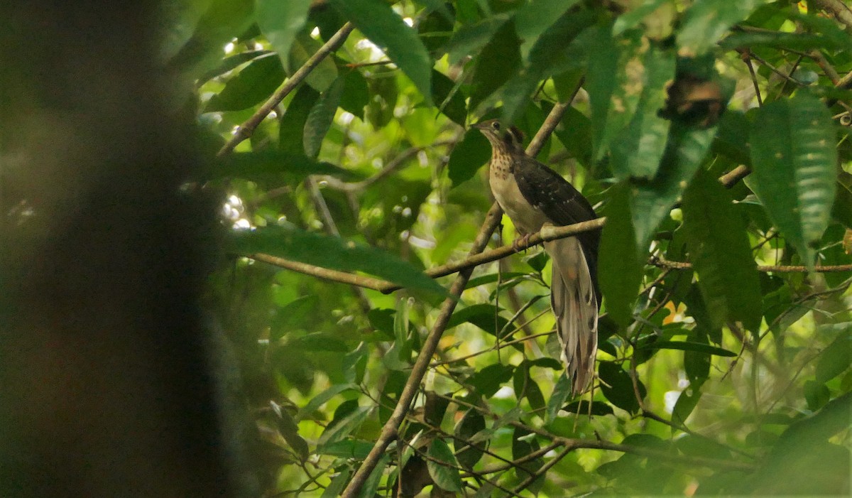 Pheasant Cuckoo - ML484660211