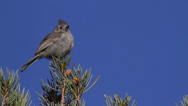 Juniper Titmouse - ML484661