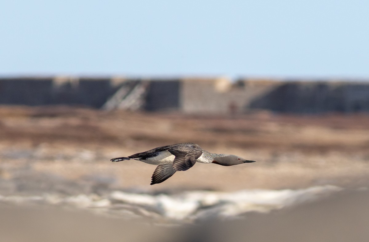 Red-throated Loon - ML484661671