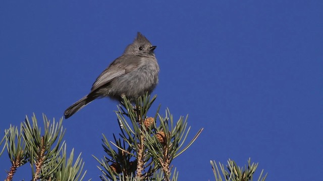 Juniper Titmouse - ML484662