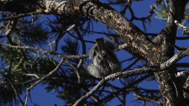 Mésange des genévriers - ML484663