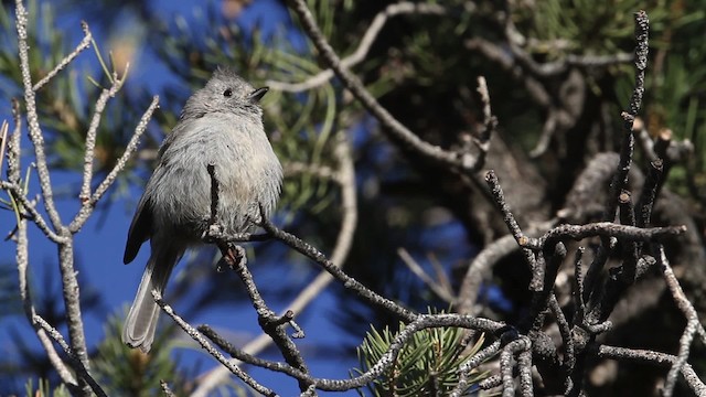 Juniper Titmouse - ML484664