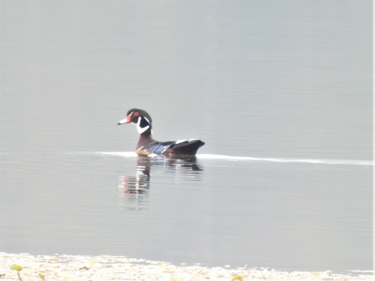 Wood Duck - ML484664051