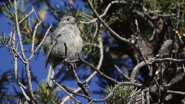 Mésange des genévriers - ML484665