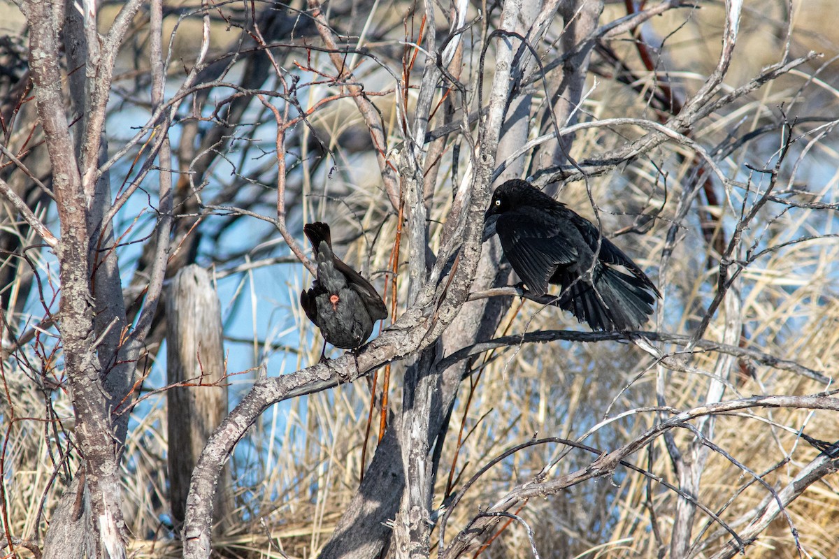 Rusty Blackbird - ML484665411