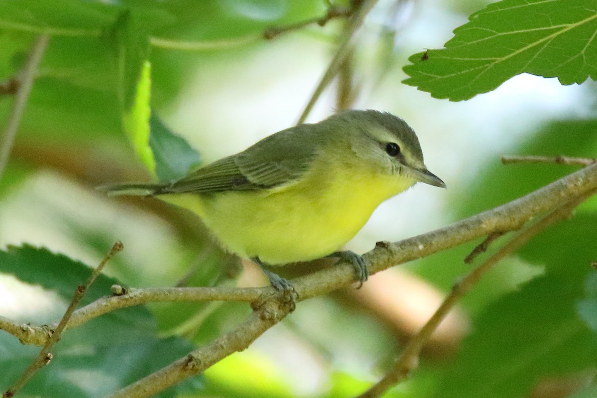 Maryland-DC Breeding Bird Atlas Checklist - 16 Sep 2022 - Pine Valley ...