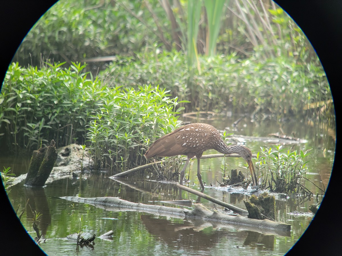 Limpkin - Andrew Burnett