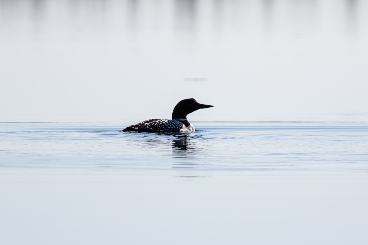 Plongeon huard - ML484668431