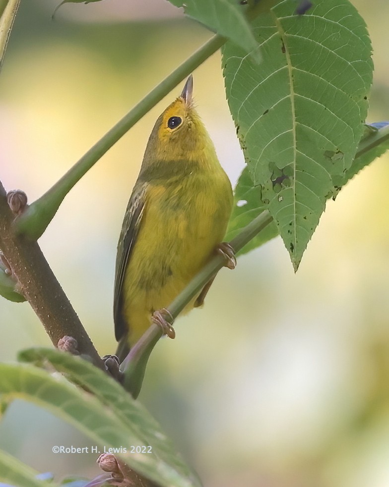 Wilson's Warbler - ML484668961
