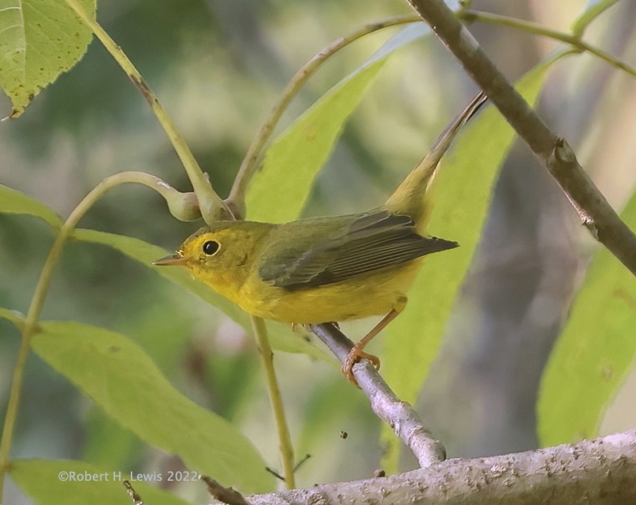 Wilson's Warbler - ML484668971