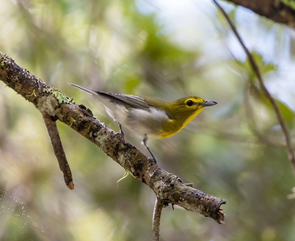 Yellow-throated Vireo - ML484670431