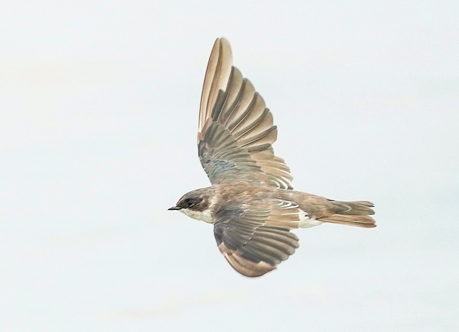 Golondrina Bicolor - ML484671361