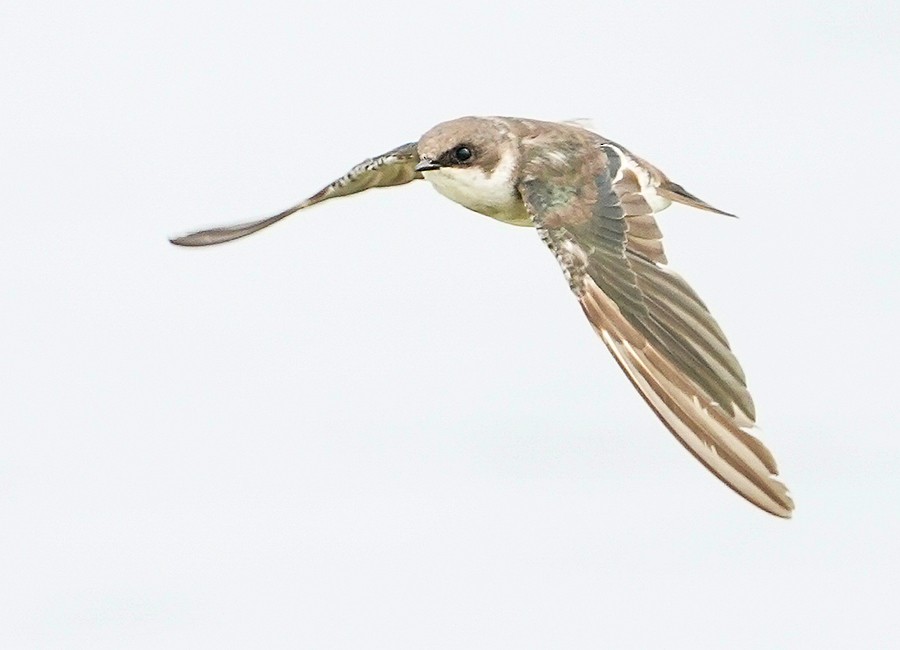 Golondrina Bicolor - ML484671391